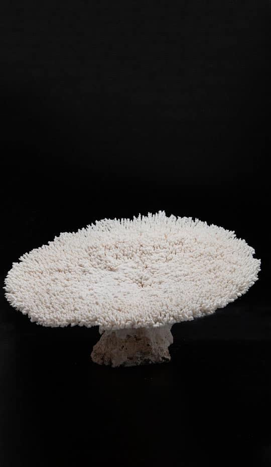 table-coral-xl
